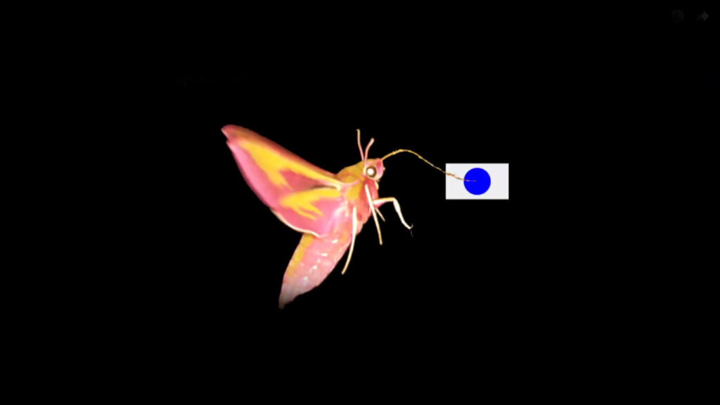 Colour Vision in dim Light